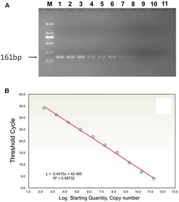 Pre-infestation of Tomato Plants by Aphids Modulates Transmission-Acquisition Relationship among Whiteflies, Tomato Yellow Leaf Curl Virus (TYLCV) and Plants